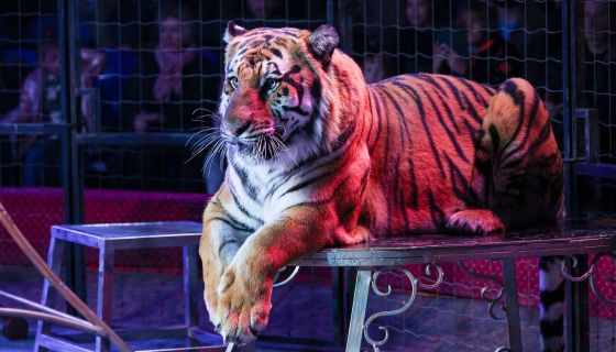 Цирк-шапито Мансуровых. Шоу «Форсаж: Эпоха Тигра»