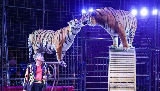 Цирк-шапито Мансуровых. Шоу «Форсаж: Эпоха Тигра»