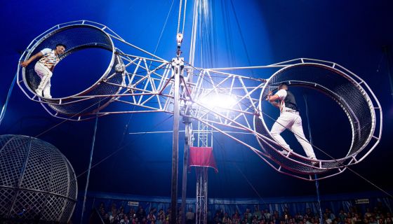 Цирк-шапито Мансуровых. Шоу «Форсаж: Эпоха Тигра»