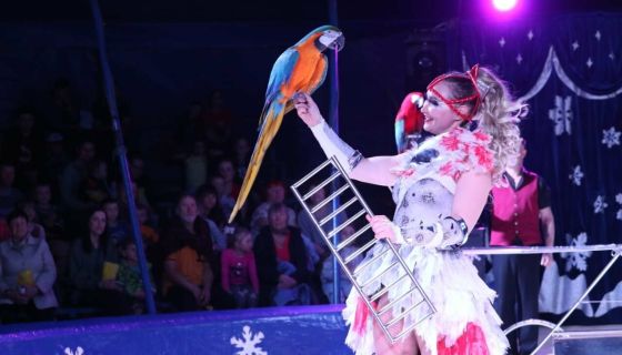 Цирк на льду «Grand Safari», Великие Луки