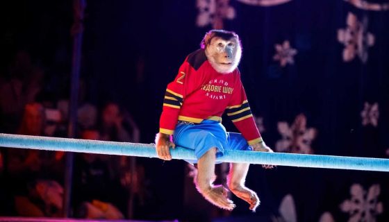 Цирк на льду «Grand Safari», Великие Луки