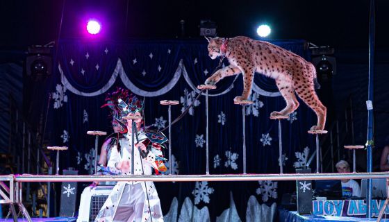 Цирк на льду «Grand Safari», Великие Луки